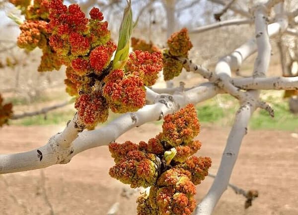 تصویر 2 از قیمت روز دستگاه گرده افشانی پسته